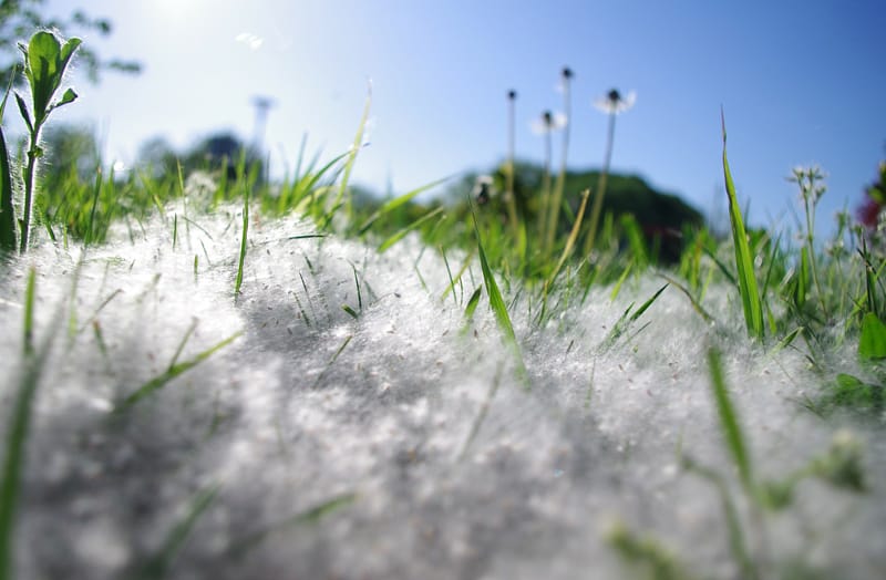 тополиный пух