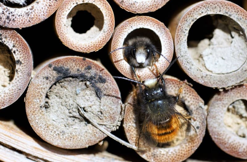 НА ВДНХ ОТКРЫЛСЯ ОТЕЛЬ ДЛЯ НАСЕКОМЫХ