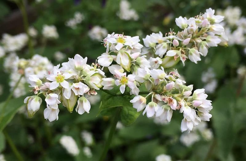 ГРЕЧИХА РАСЦВЕЛА