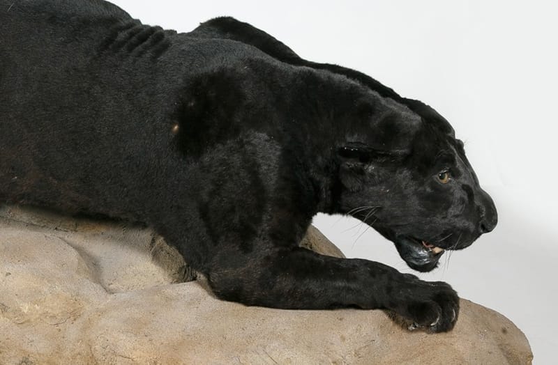 В ДАРВИНОВСКОМ ПОСЕЛИЛСЯ ЧЕРНЫЙ ЯГУАР