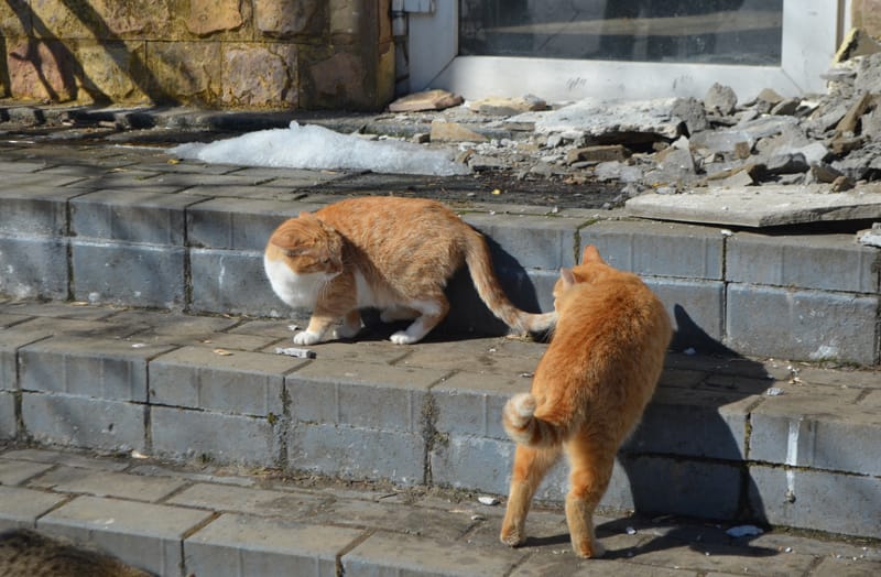 Коты