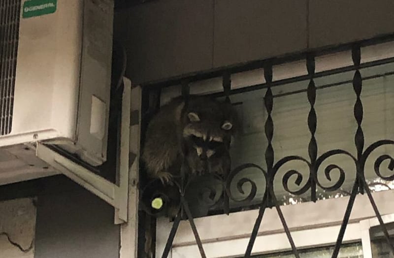 Енот был обнаружен внутри кондиционера