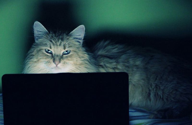 умная кошка, компьютер
