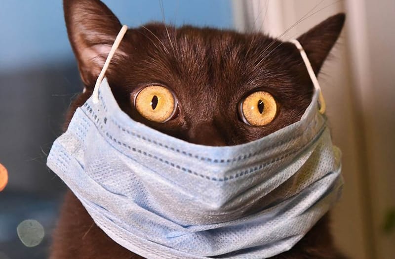 кошка в маске