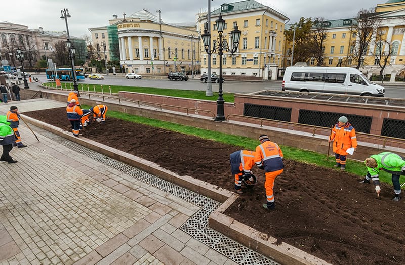 высадка тюльпанов