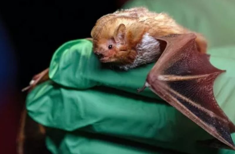 ВИРУС НИПАХ