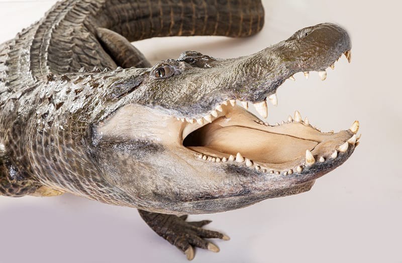 крокодил