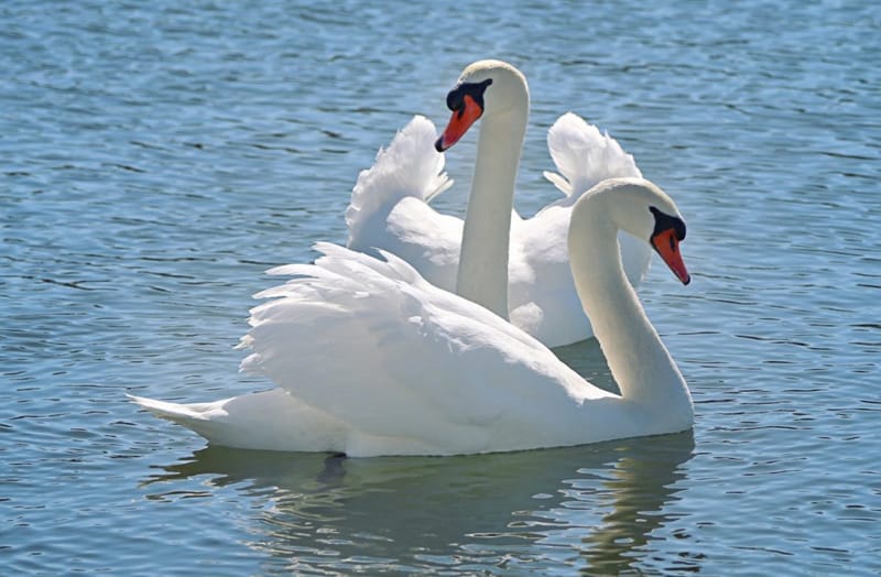 белые лебеди