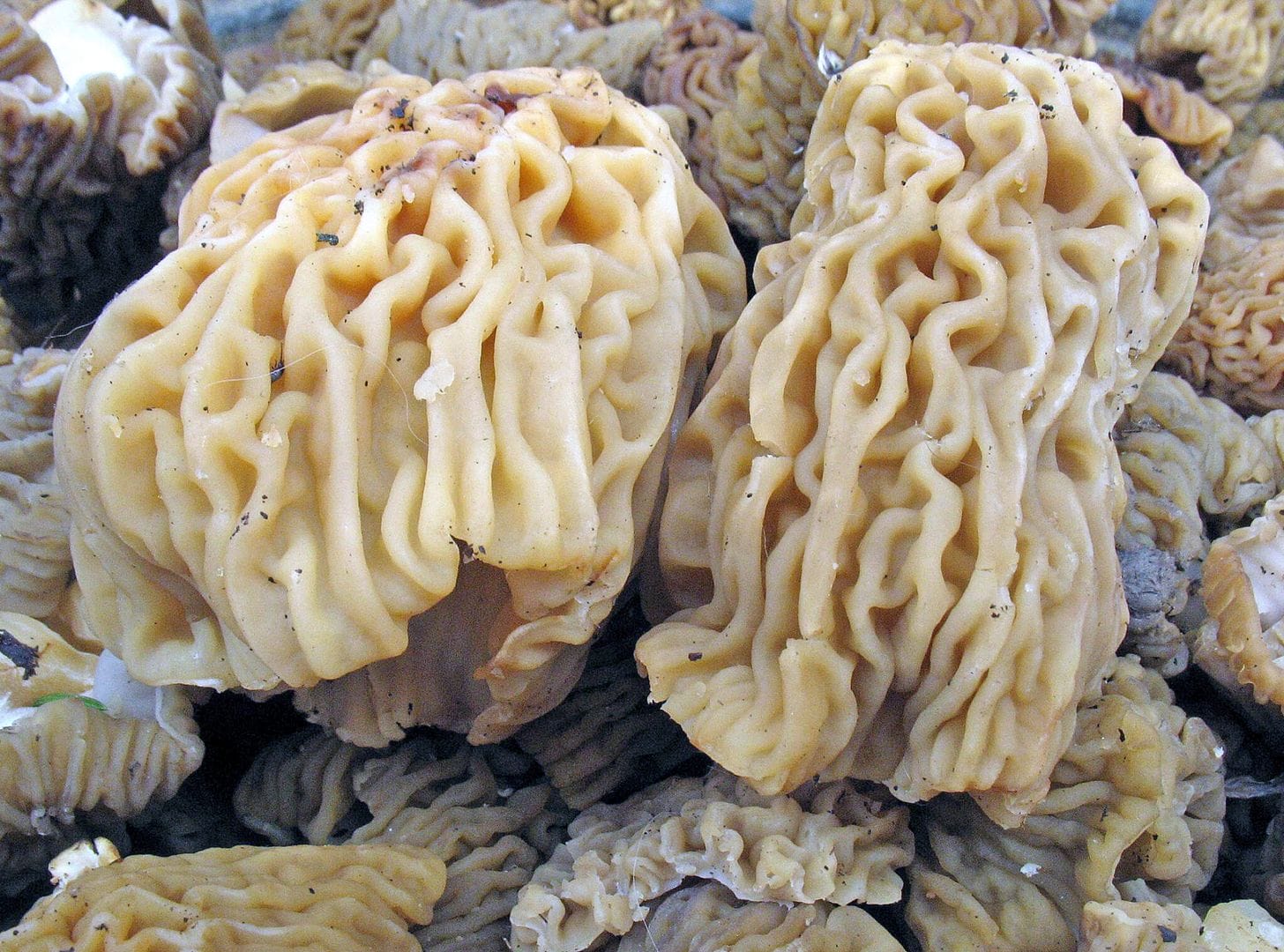 Сморчки Фото Съедобные