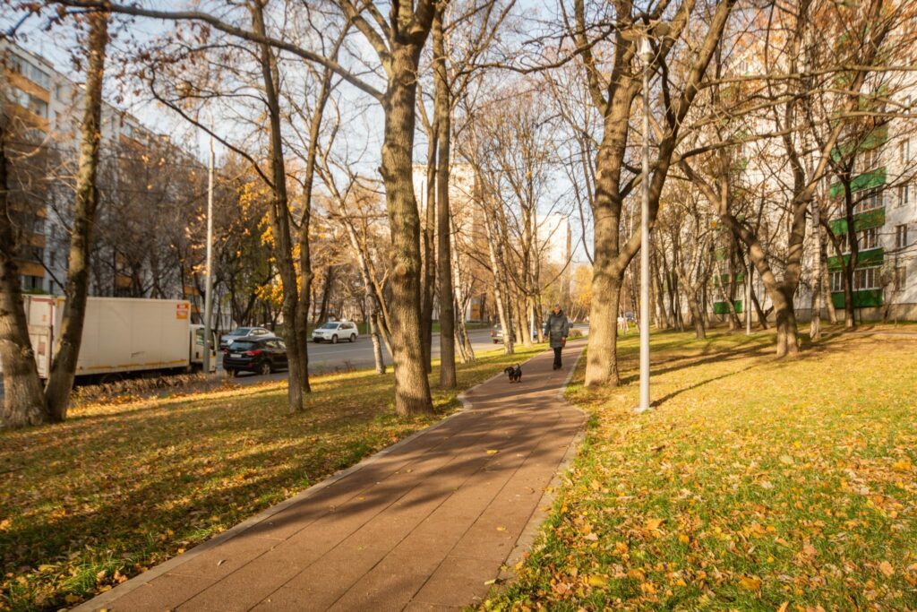 деревья, благоустройство