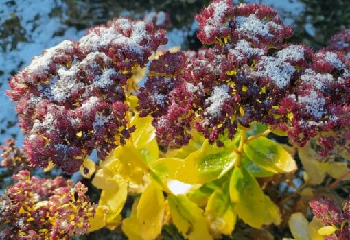 снег, погода