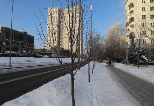 благоустройство, деревья, зима, снег. Фото Юлии Смагринской