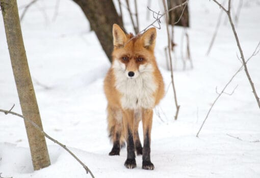 лиса, фото Анны Филипповой(мосприрода)