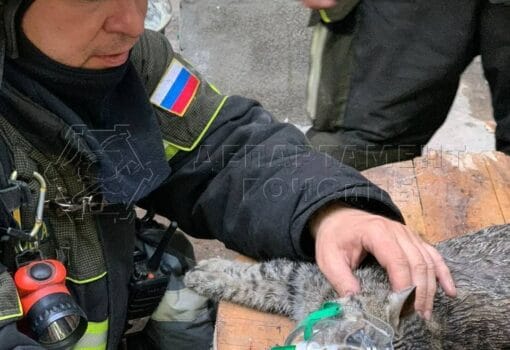 происшествия в Москве, история спасения, кот, пожар, Гражданской обороны