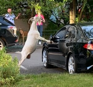 козы забираются на машины