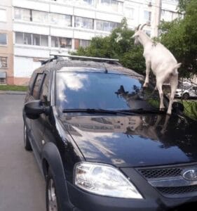 козы забираются на машины