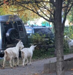 козы в Южном Бутове