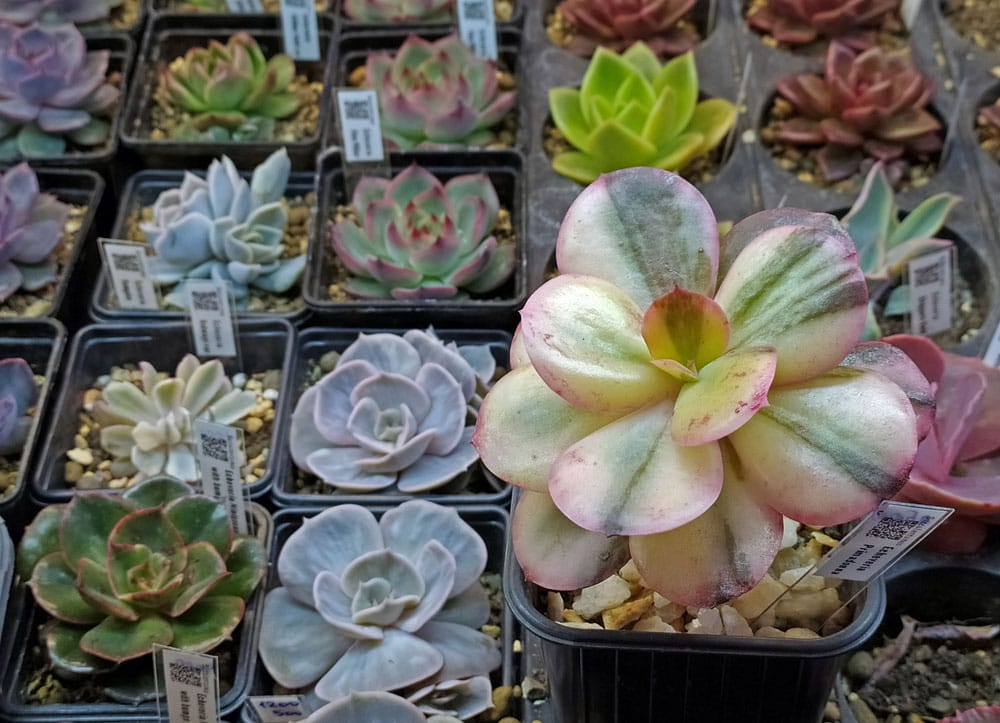 cacti, photo by Mikhail Kovalev