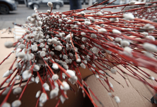 верба, Фото Сергея Ведяшкина / агентство «Москва»