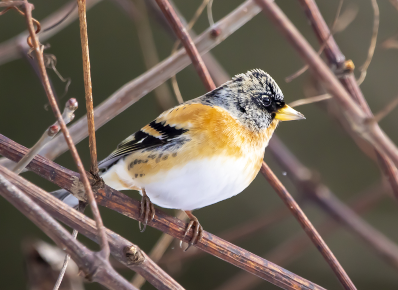 chaffinch, Photo from Mospriroda website