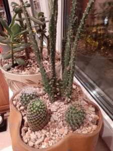 полив кактусов зимой. кактус parodia rubriflora. кактус ронделла. полив кактусов зимой. сон кактус в горшке.