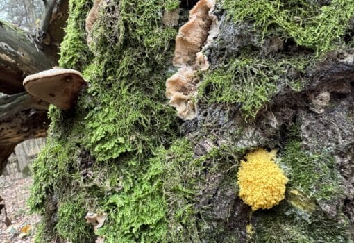 грибы Фото Наталии Бахаревой