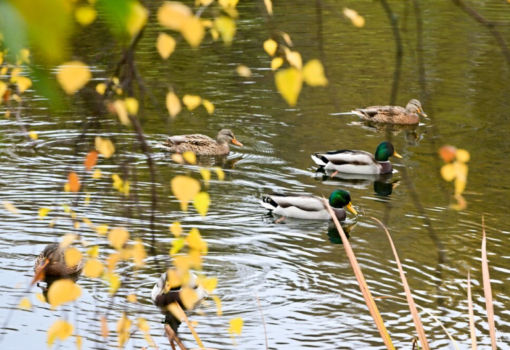 октябрь, осень, пруд, утки, Фото Сергея Киселева / агентство «Москва»