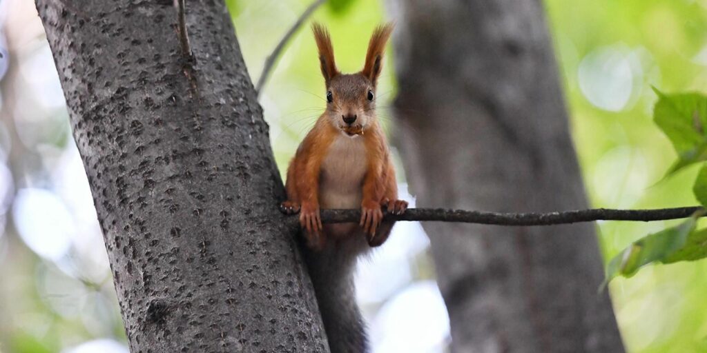 белка Фото: Департамент природопользования и охраны окружающей среды города Москвы
