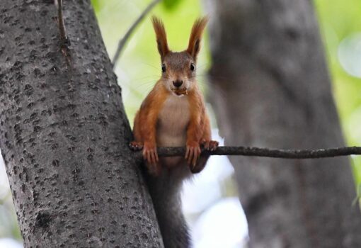 белка Фото: Департамент природопользования и охраны окружающей среды города Москвы