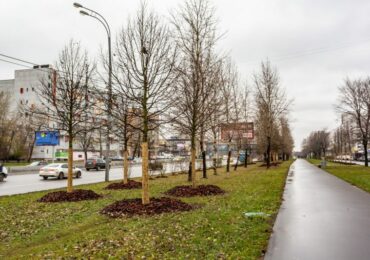 Липы, вязы и клены высадят на Волгоградском проспекте и Марксистской улице