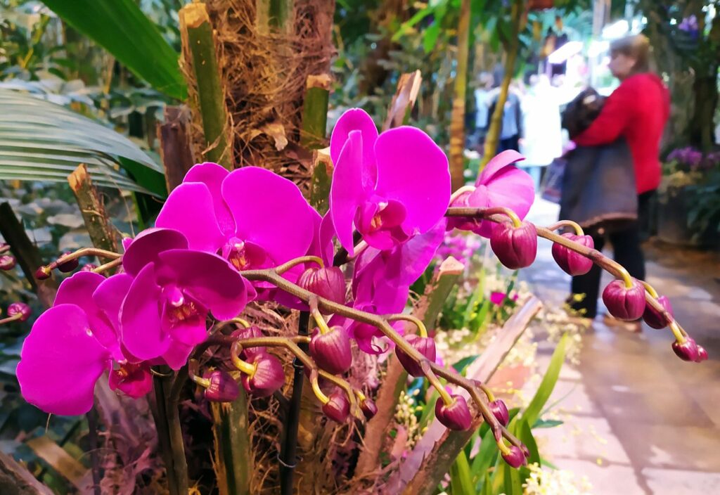 орхидеи, фото Михаила Ковалёва