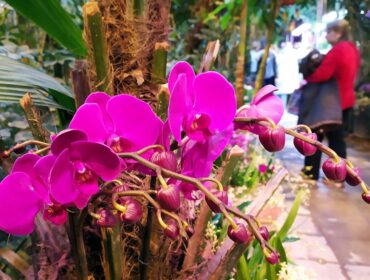 Орхидеи уже зацвели