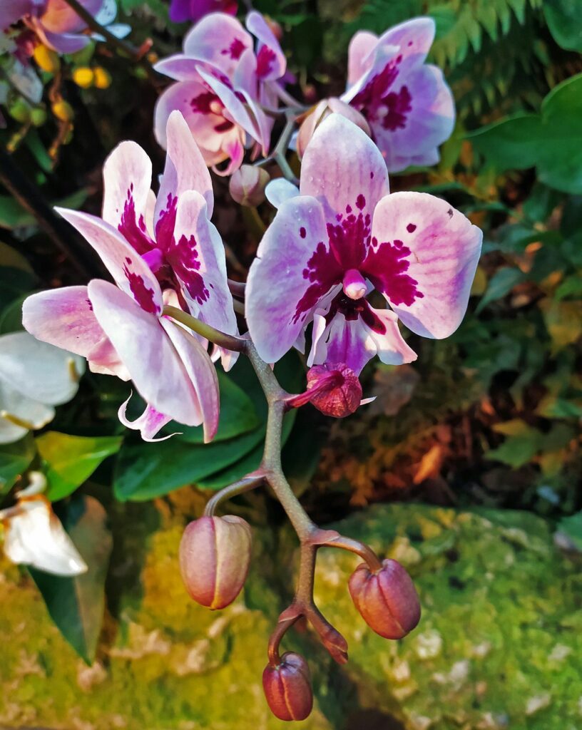 орхидеи, фото Михаила Ковалёва