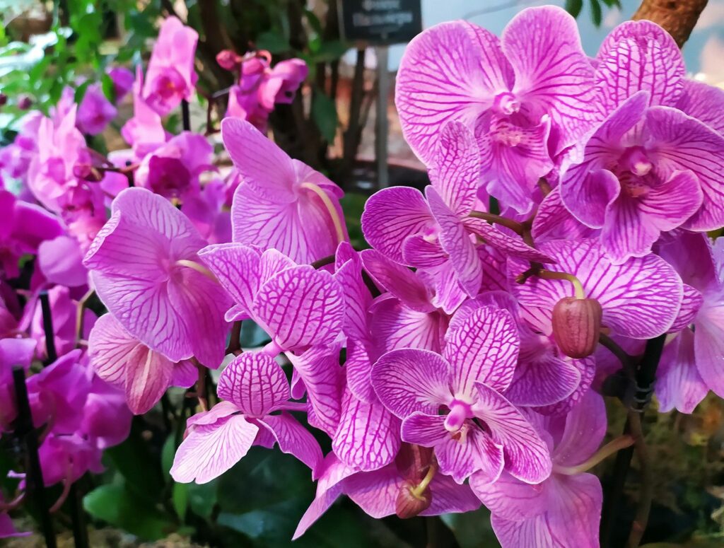 орхидеи, фото Михаила Ковалёва