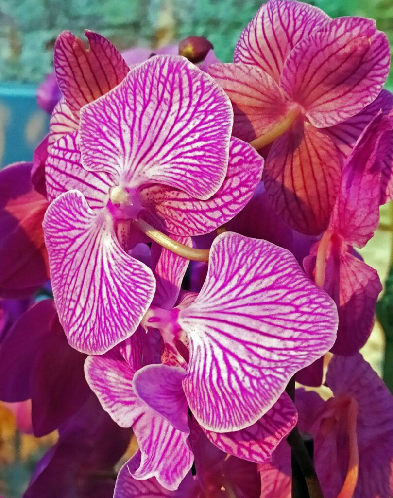 орхидеи, фото Михаила Ковалёва