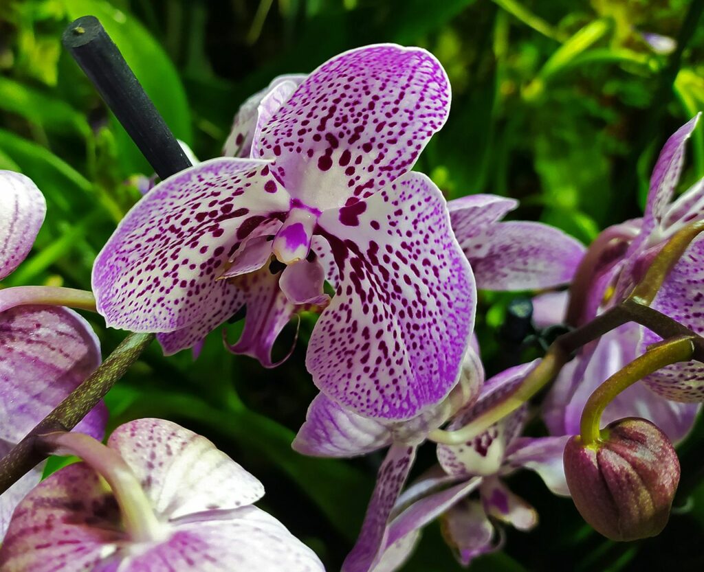 орхидеи, фото Михаила Ковалёва