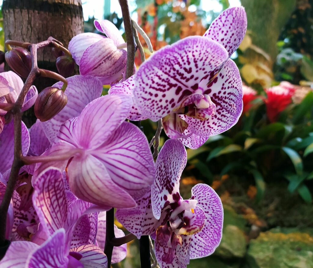 орхидеи, фото Михаила Ковалёва