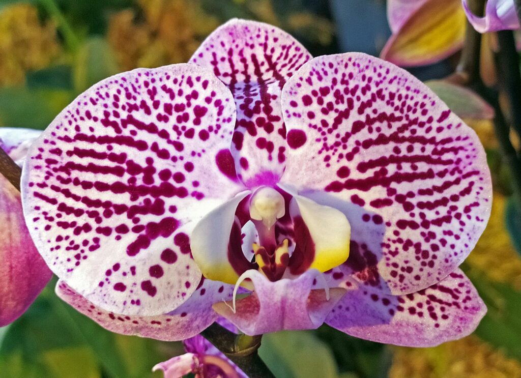 орхидеи, фото Михаила Ковалёва