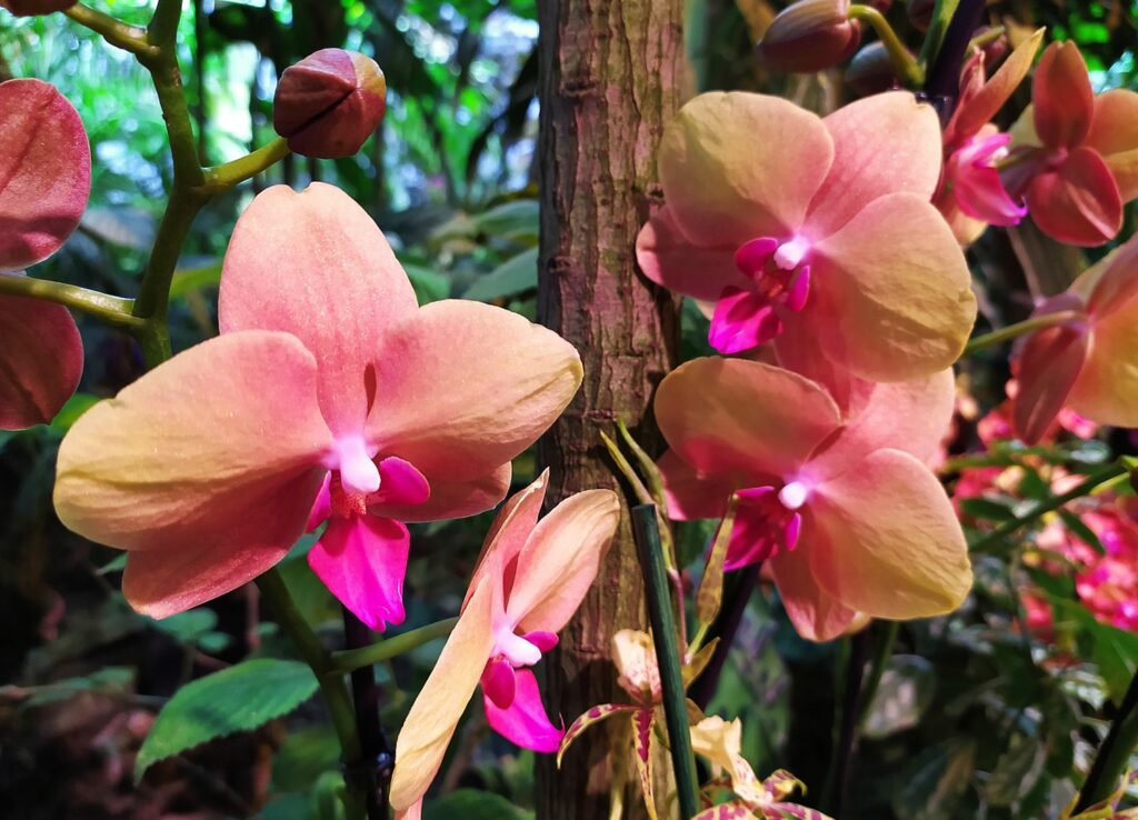 орхидеи, фото Михаила Ковалёва