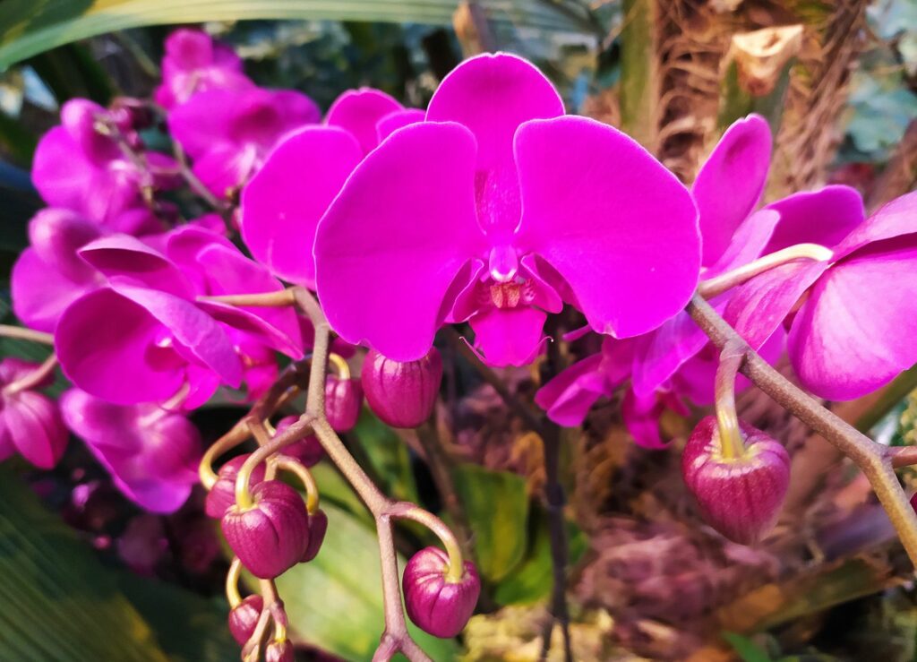 орхидеи, фото Михаила Ковалёва