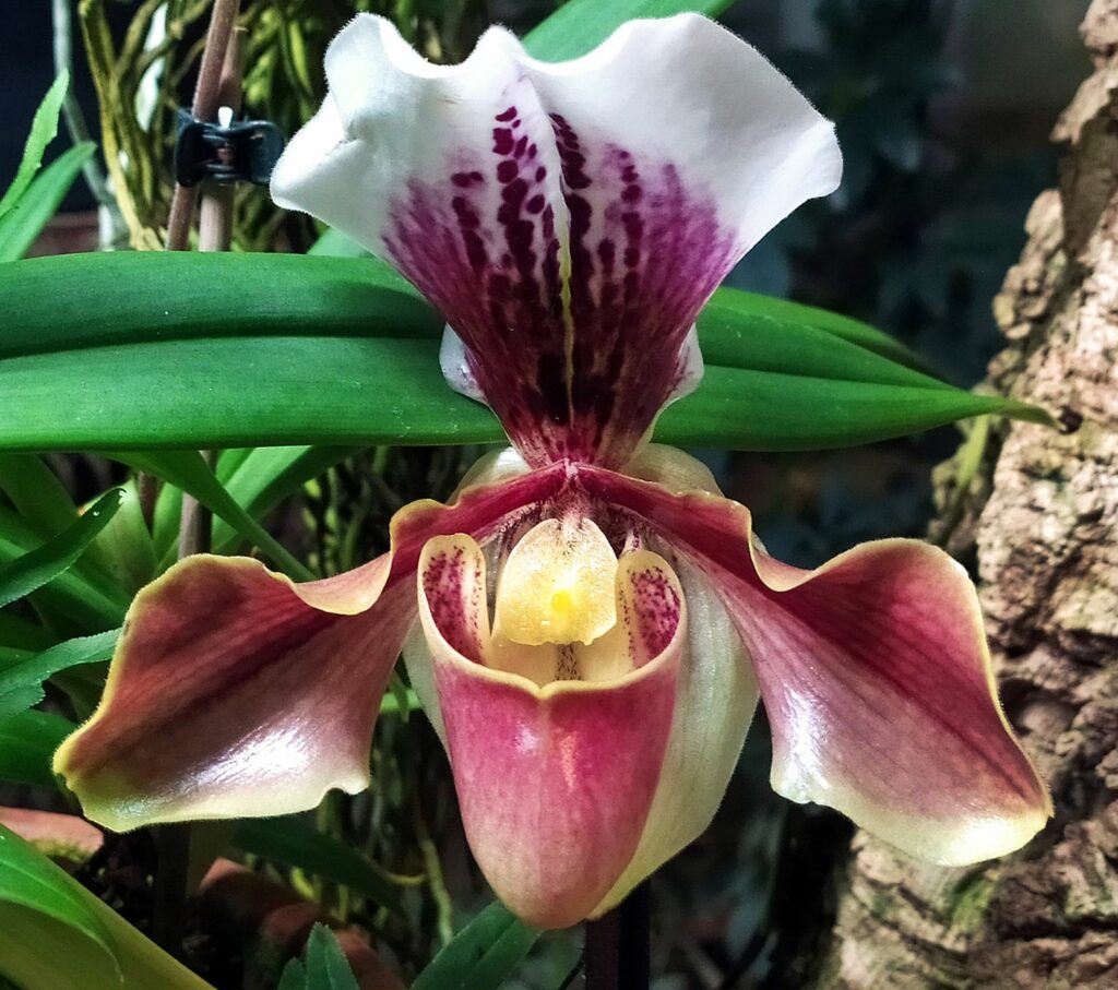 орхидеи, фото Михаила Ковалёва