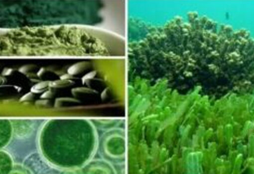 Фото labpro-media.ru водоросли