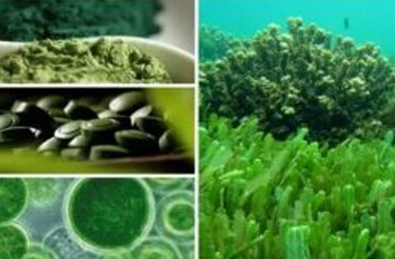 Фото labpro-media.ru водоросли