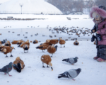 зима, Царицыно, утки,Фото Артура Новосильцева / агентство «Москва»