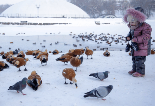 зима, Царицыно, утки,Фото Артура Новосильцева / агентство «Москва»