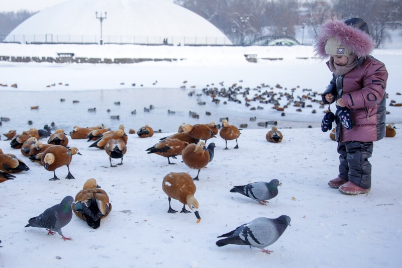 зима, Царицыно, утки,Фото Артура Новосильцева / агентство «Москва»
