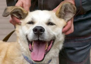 С любовью и без наказаний: советы кинологов