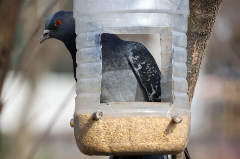 Весна, март, голубь, Фото Ярослава Чингаева / агентство «Москва»