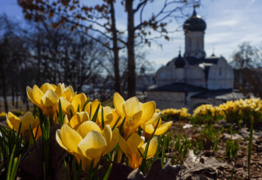 весна, март, крокусы, Фото Александра Авилова / агентство «Москва»