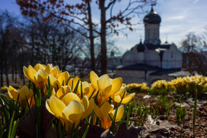 весна, март, крокусы, Фото Александра Авилова / агентство «Москва»